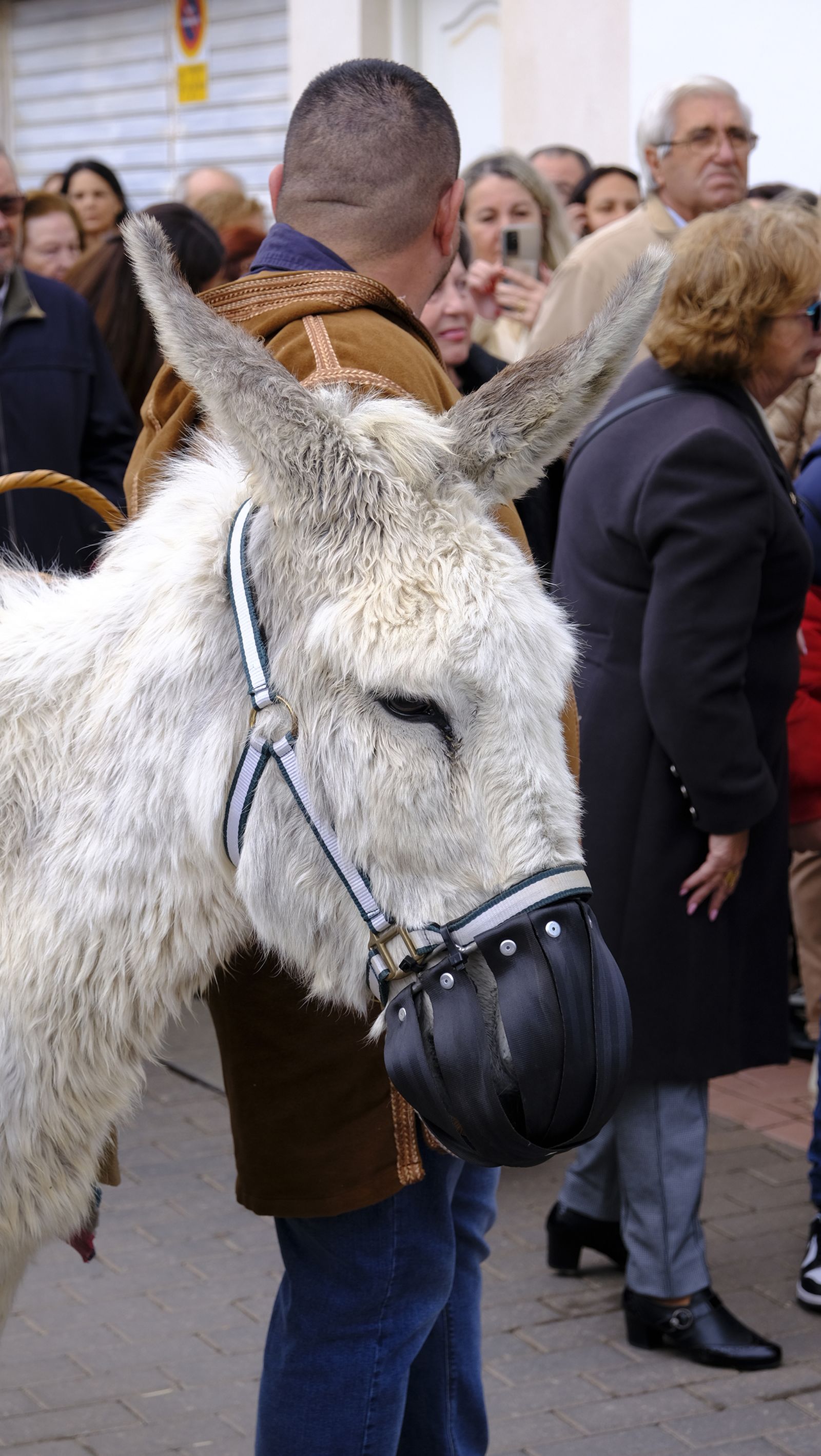 El Auto de los Reyes Magos de Los Gallardos, en imágenes