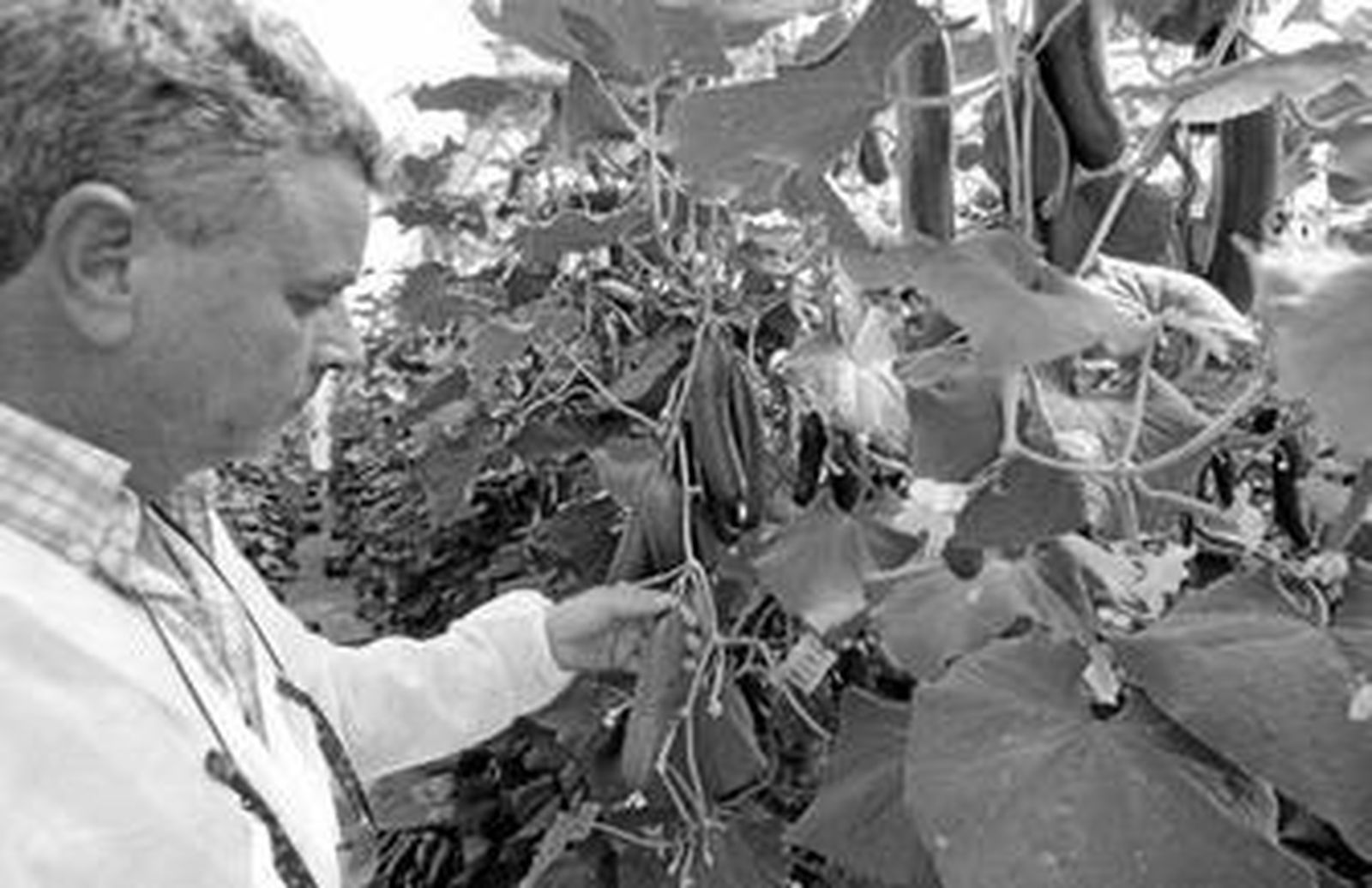 Trabajos realizados en el centro de investigación de Enza Zaden en El Ejido sobre pepino.