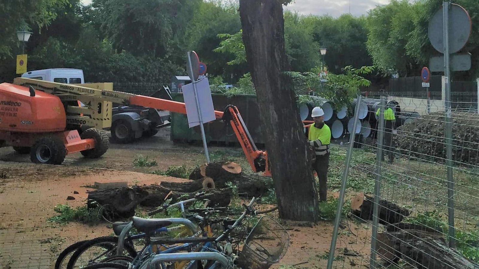 Tronco a medio cortar de otra de las melias sentenciadas en San José de Calasanz y operarios junto a las nuevas canalizaciones.