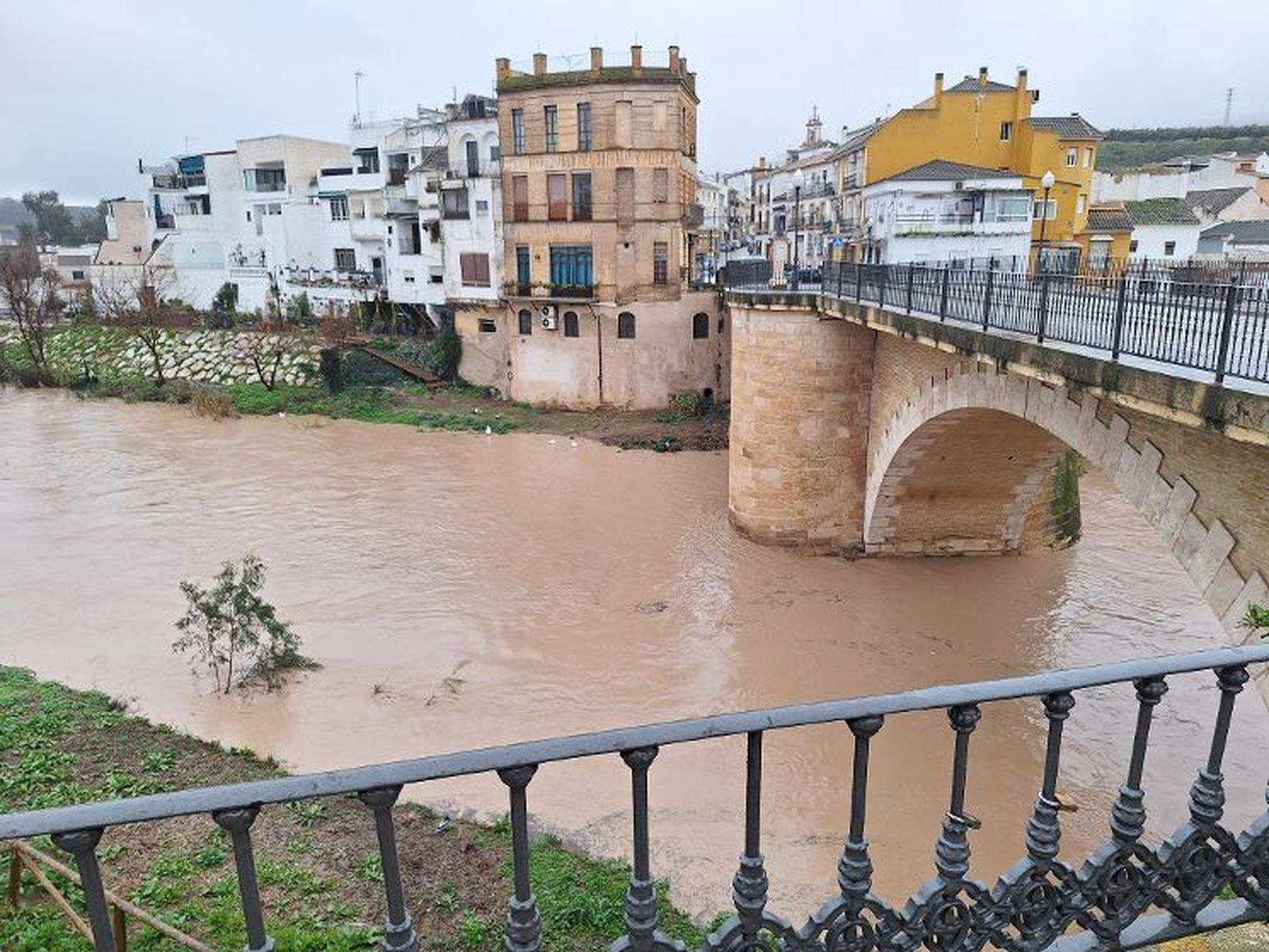 Estado del río Genil a su paso por Puente Genil.