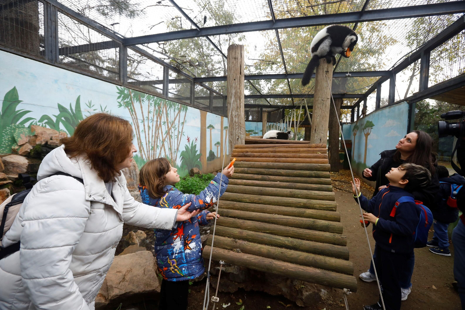 Así son las Aulas Específicas del Zoo de Córdoba en las que niños interactúan con lemures, en imágenes