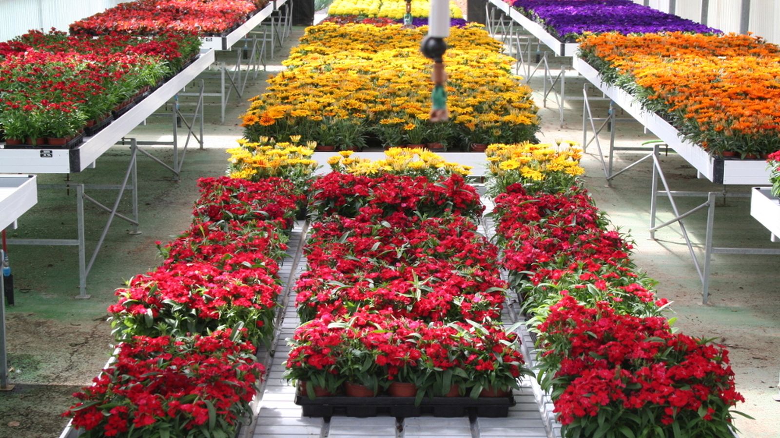 Plantas de temporada.