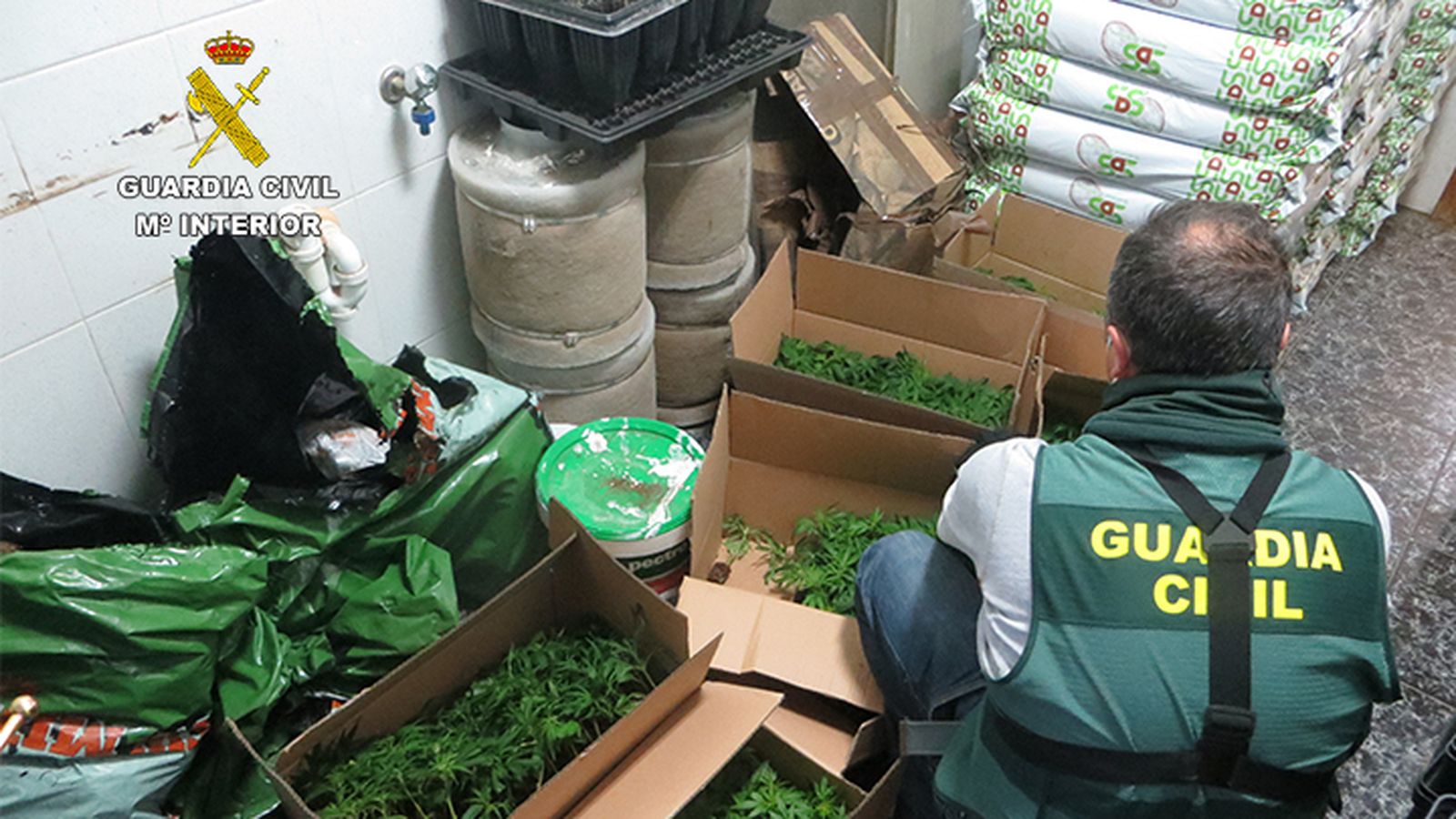 Los Agentes detienen al responsable del cultivo en el interior del domicilio que consta de 5 habitaciones dedicadas al cultivo y un complejo sistema eléctrico