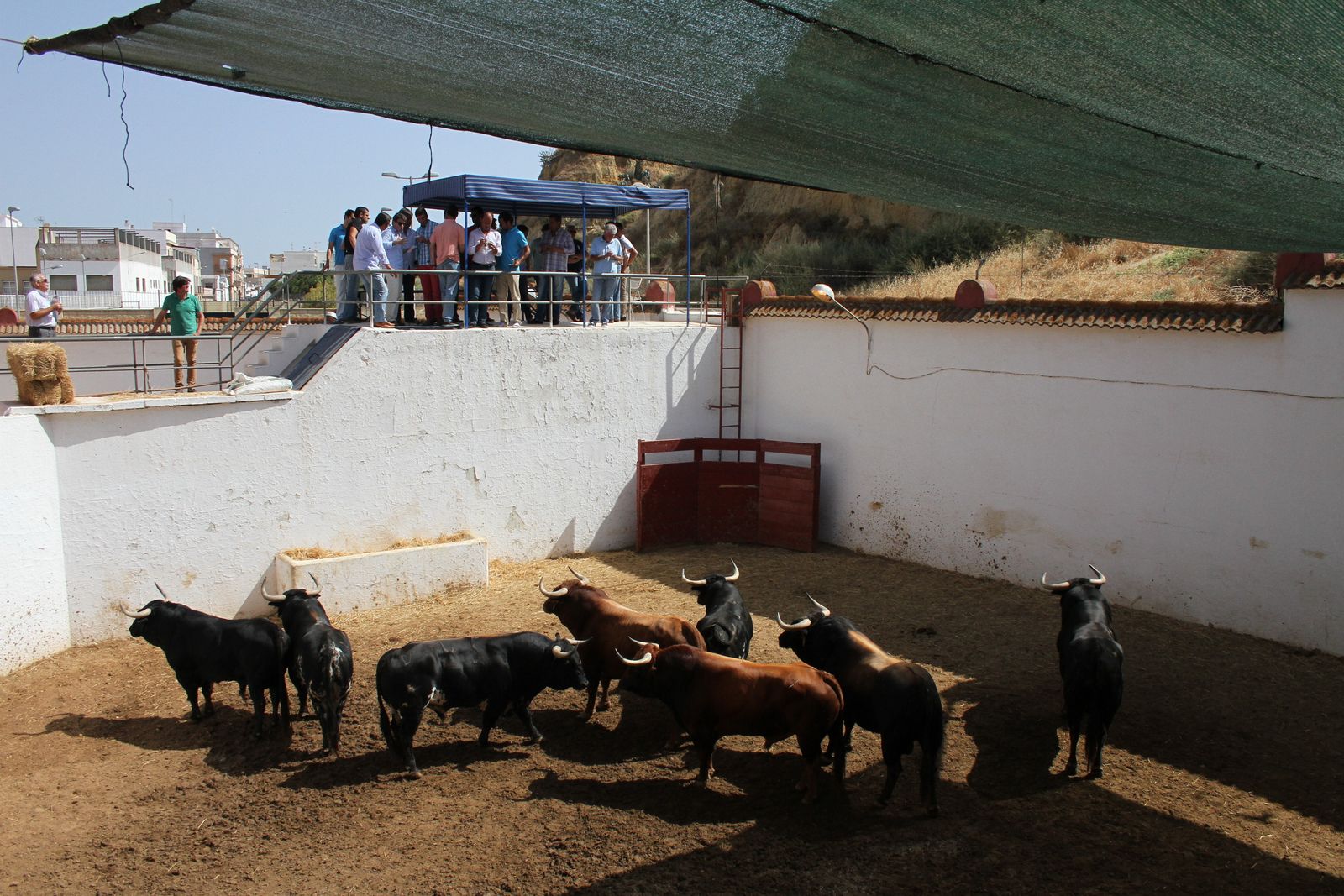 Autoridades y veterinarios en un reconocimiento de reses bravas