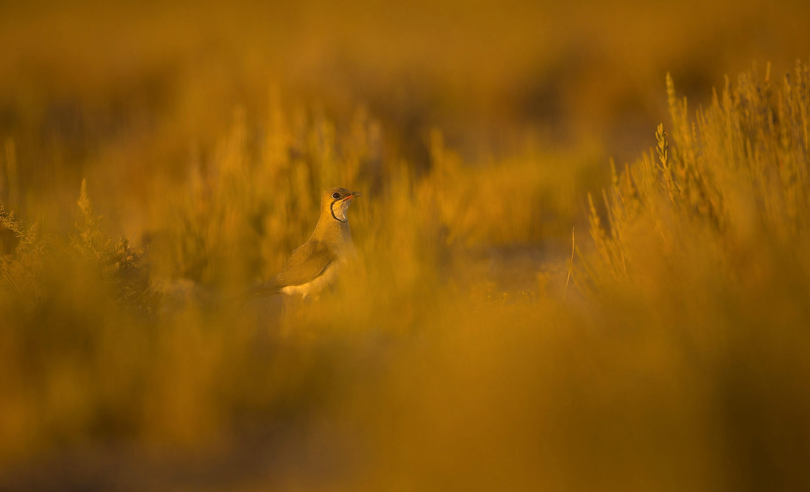 Doñana, imágenes de un mosaico de ecosistemas único