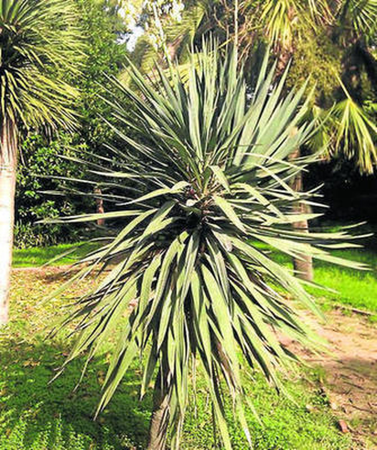 Yucca aloifolia.