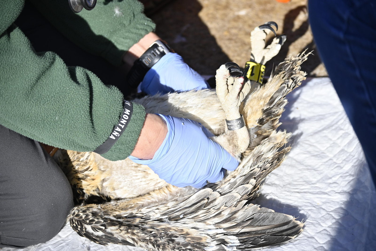 Anillamiento de tres pollos de águila pescadora nacidas en el Paraje Natural Marismas del Odiel