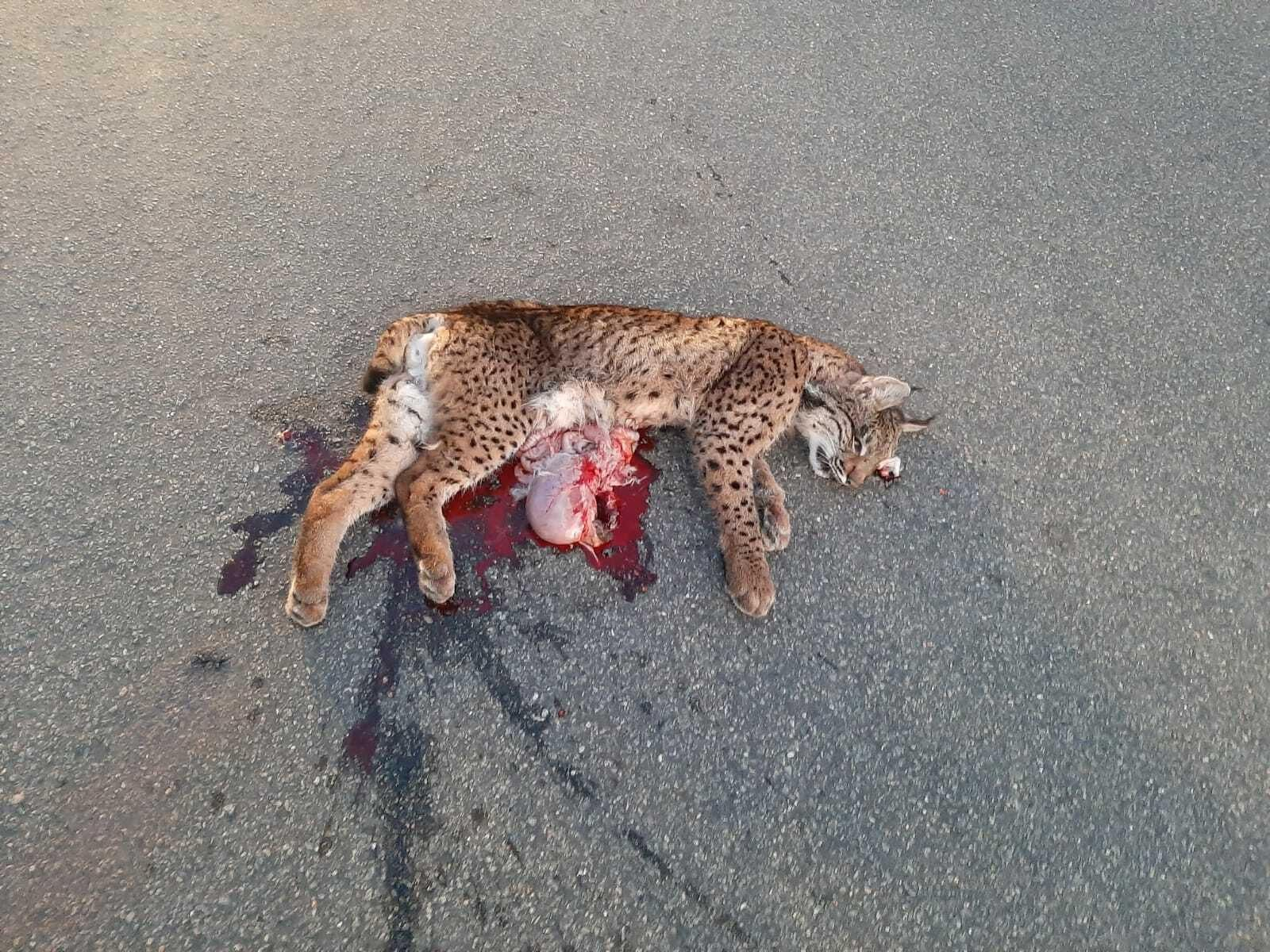 Lince ibérico macho atropellado en Huelva. Lince ibérico macho atropellado en Huelva.