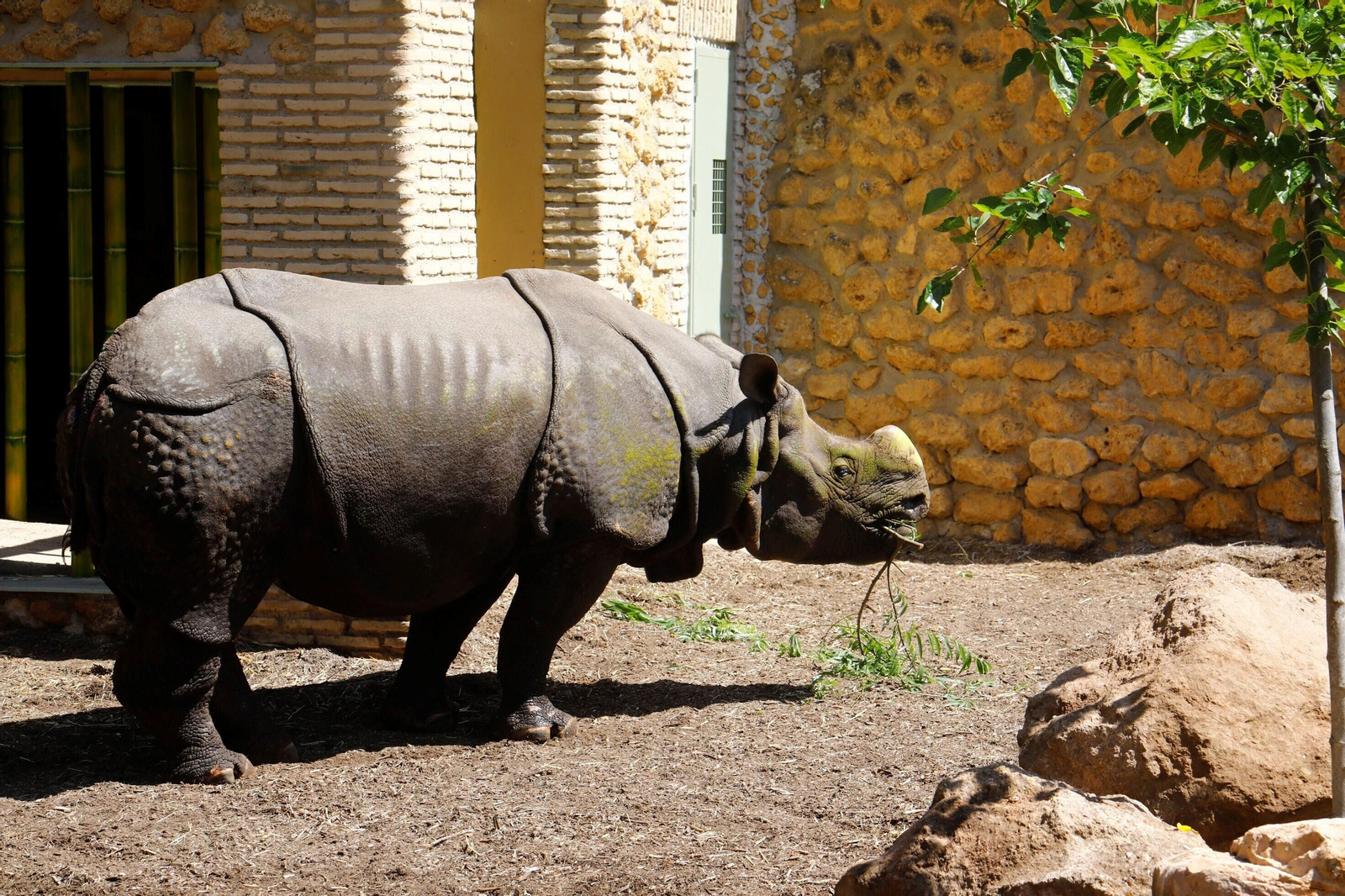 Así es Manas, el rinoceronte indio del Zoo de Córdoba