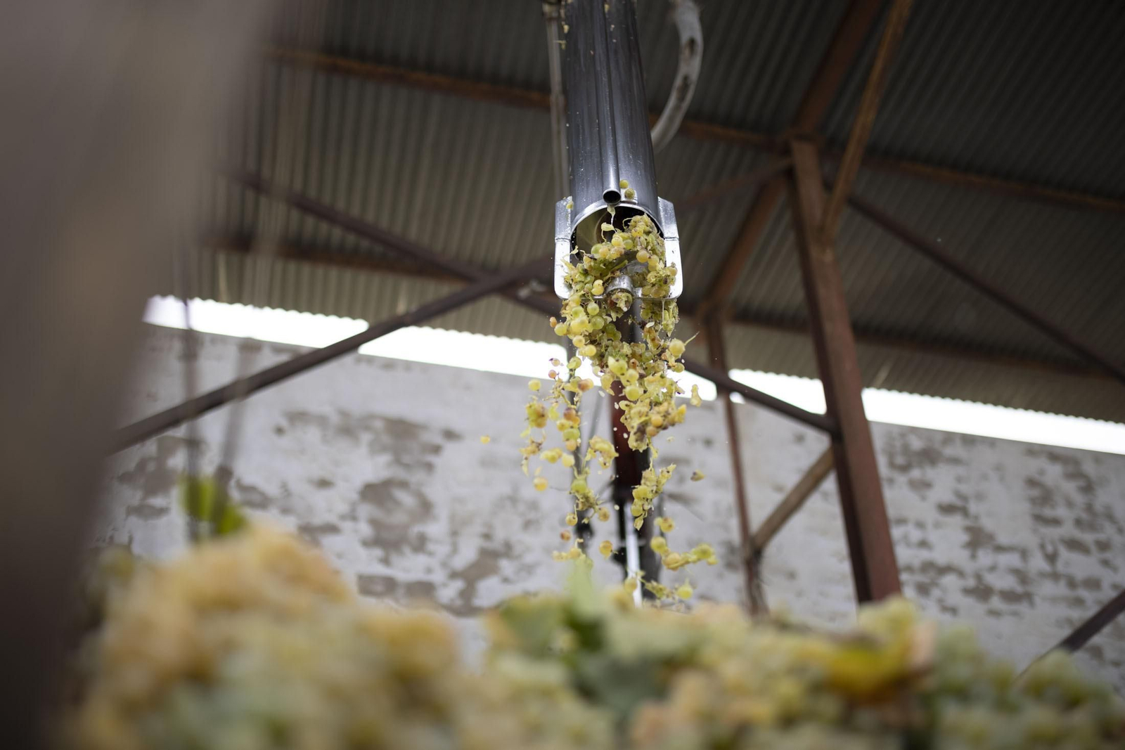 Imágenes de la vendimia en el Condado de Huelva