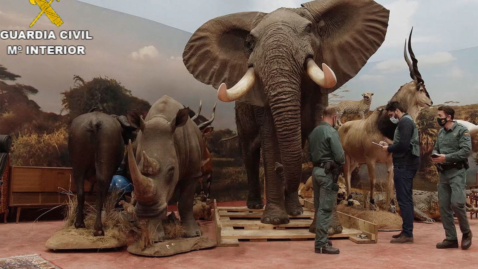 Incautan el mayor número de animales disecados para el contrabando en España