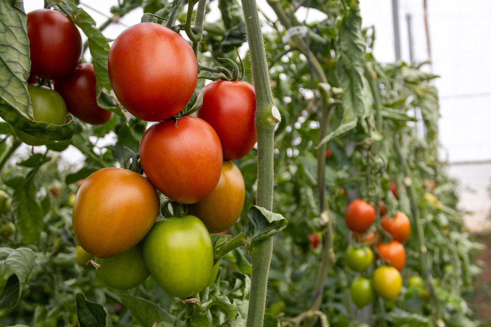 Nuevos tomates Panoramix.