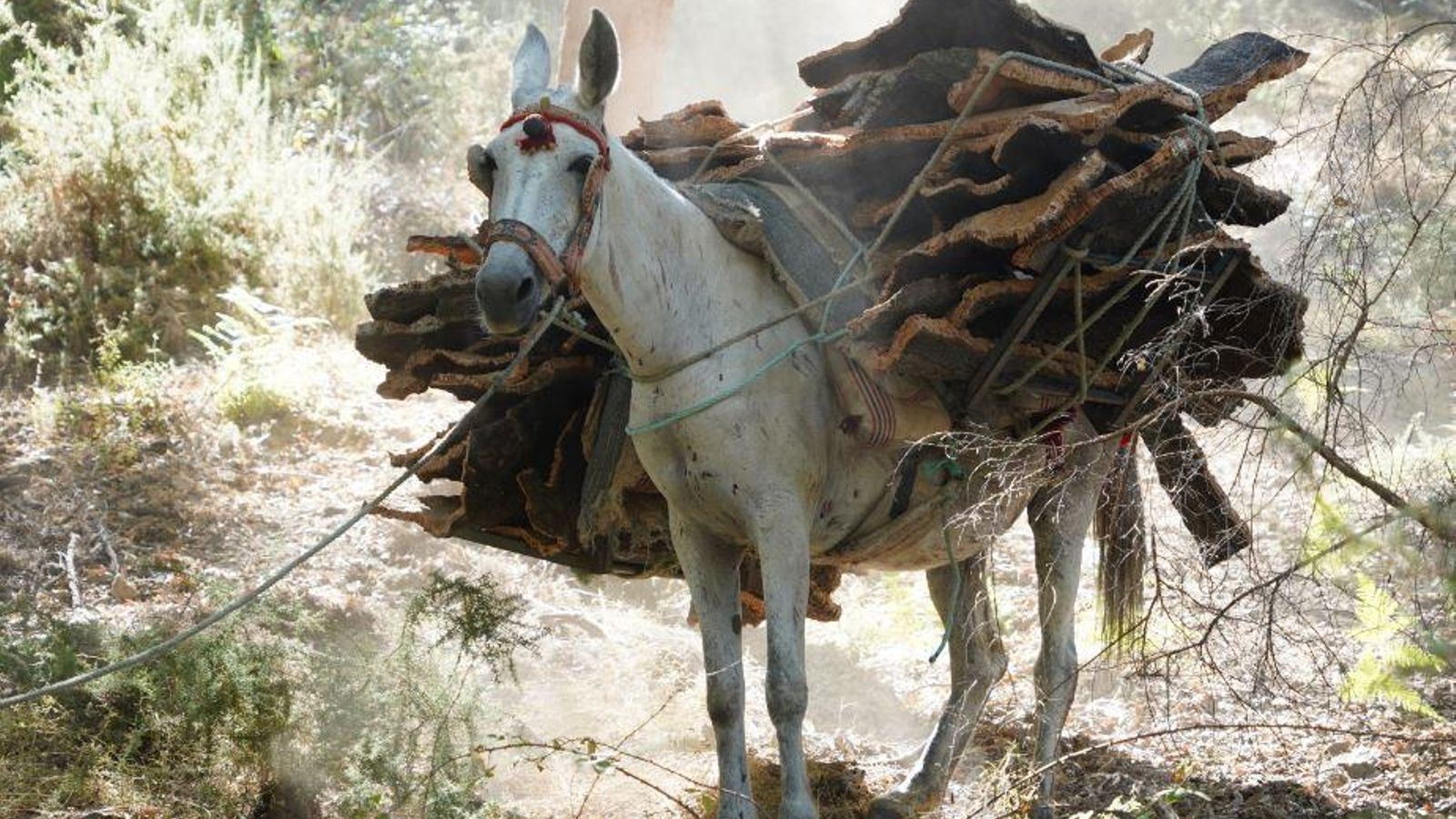 La complicada orografía hace que el transporte se haga con animales hasta puntos accesibles. La complicada orografía hace que el transporte se haga con animales hasta puntos accesibles.