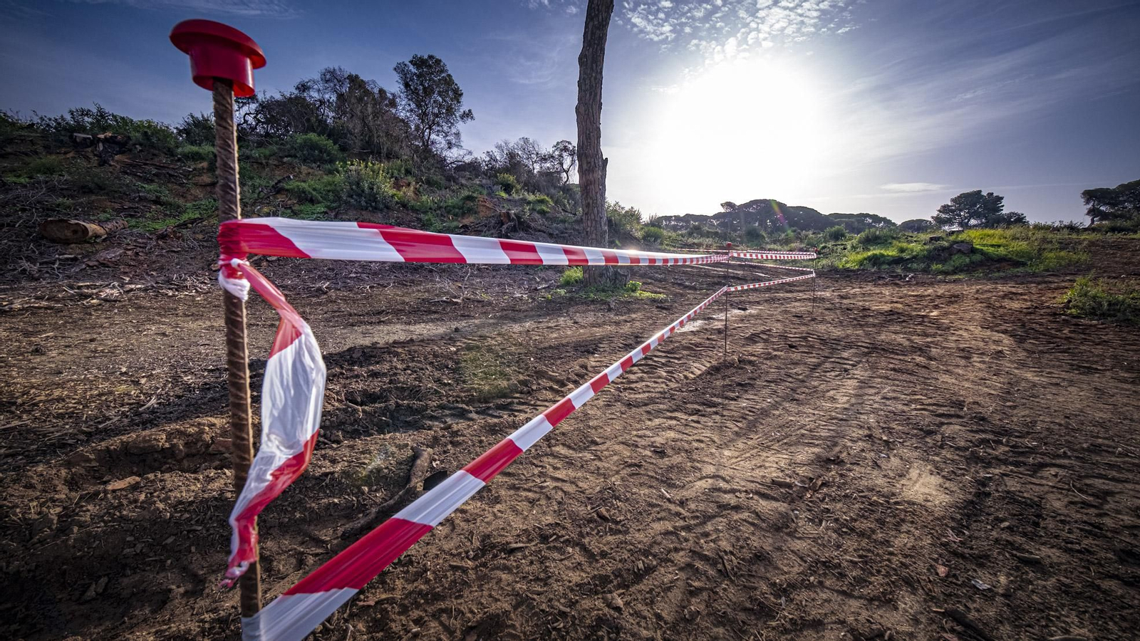 Las imágenes de escolares reforestando el pinar de Las Canteras de Puerto Real.
