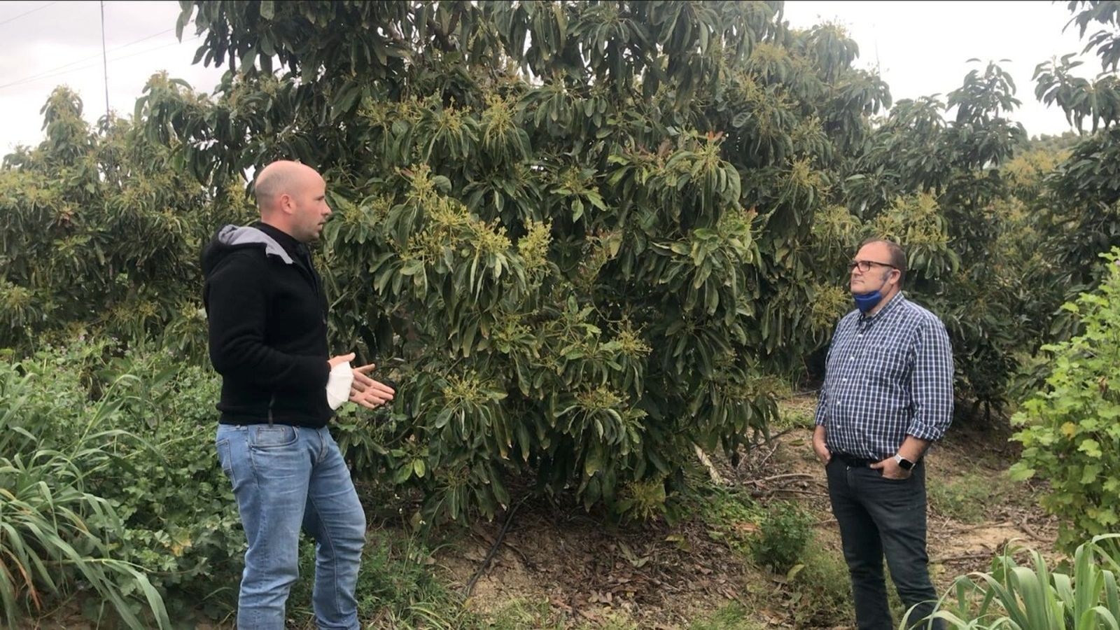 El gerente de Ecoculture, Ángel Ruiz Serna, a la derecha, en un cultivo de aguacate en Jimena de la Frontera, Cádiz