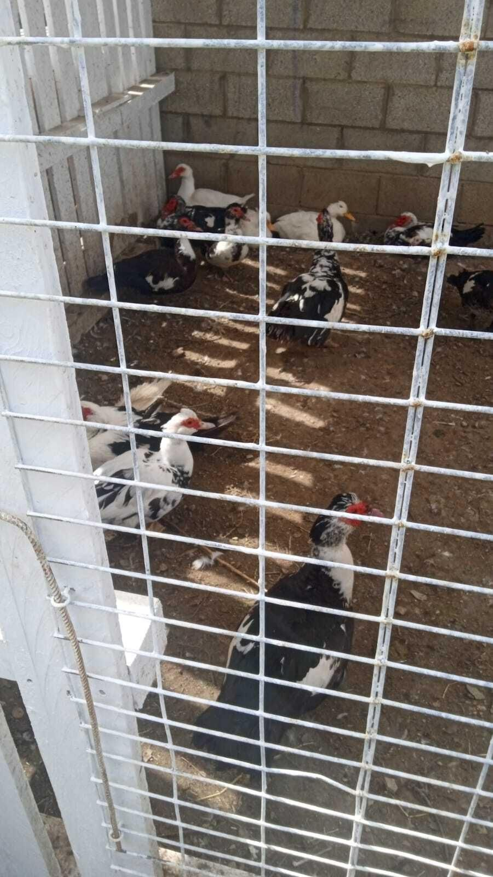 Así están los patos y tortugas del Parque tras el traslado: las fotos difundidas por AxSí en San Fernando