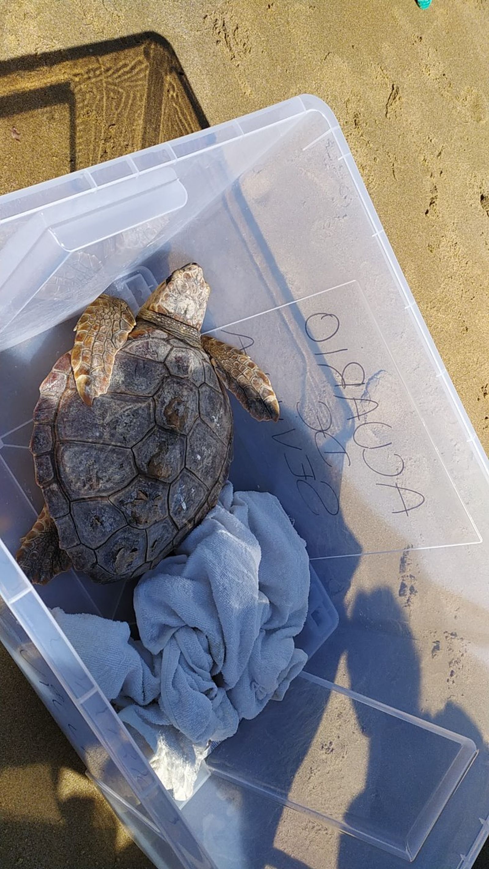 Suelta de tortugas marinas en la playa de Camposoto