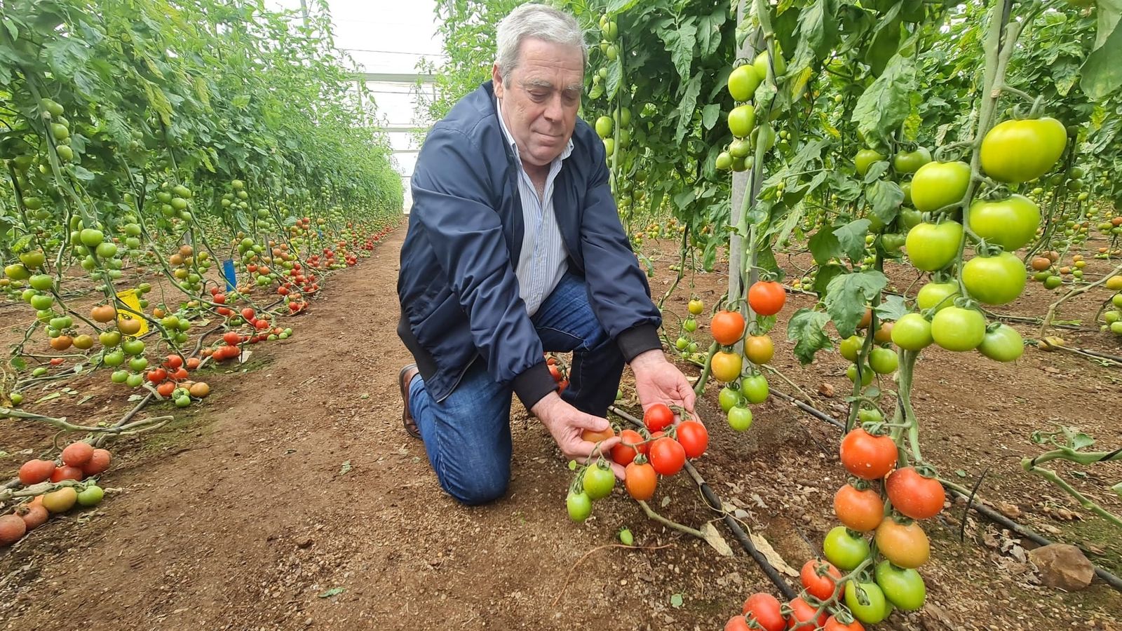 Francisco Castillo muestra alguno ejemplares de tomate pera Panoramix, ya maduros y listos para coger.