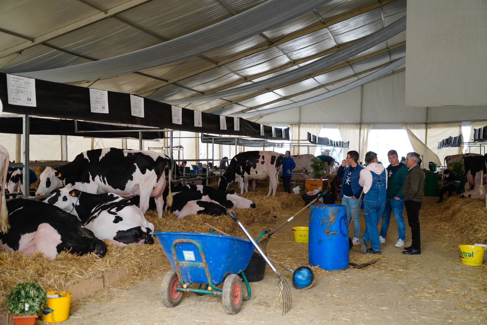 La Feria de Ganado Frisón Usías Holsteins de Dos Torres, en fotografías