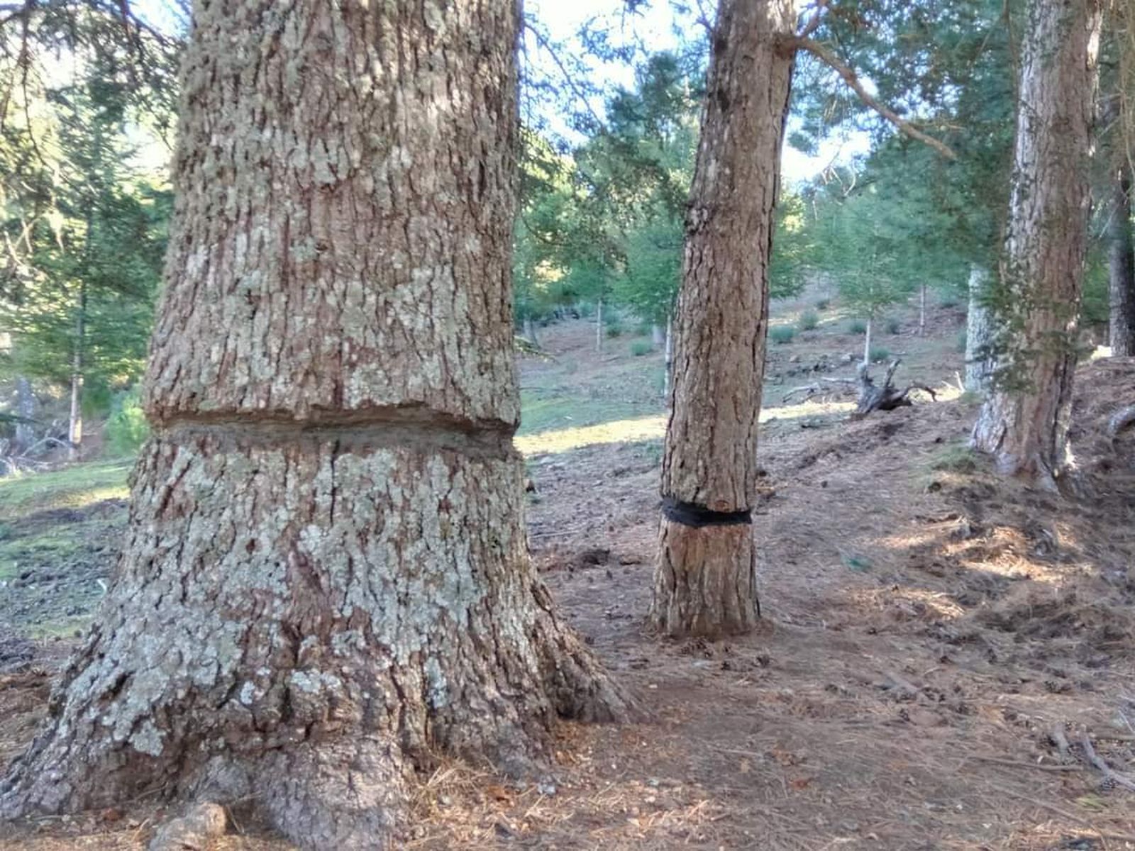 Imagen de algunos de los cedros dañados.