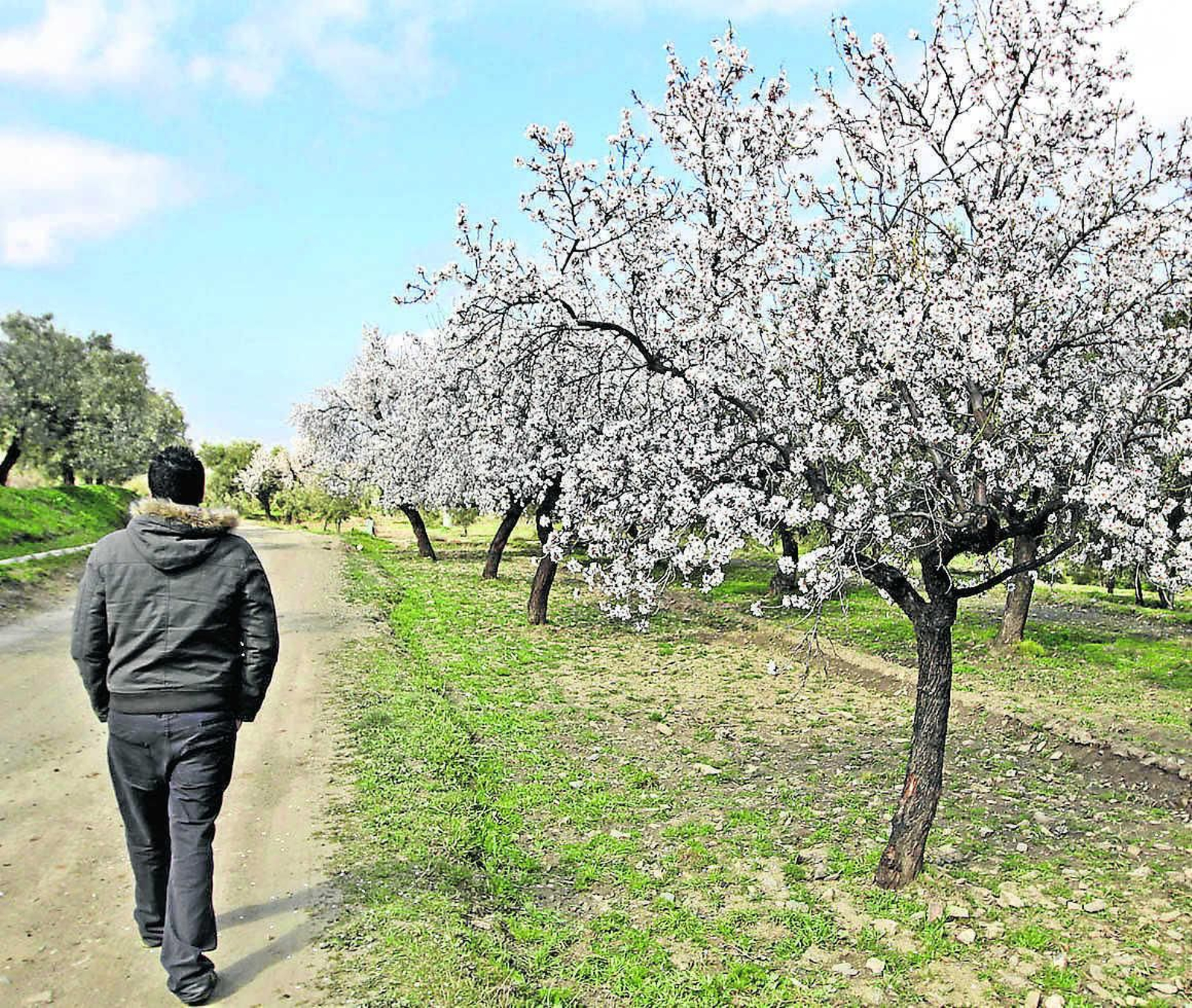 Explotación de almendras en Córdoba Explotación de almendras en Córdoba