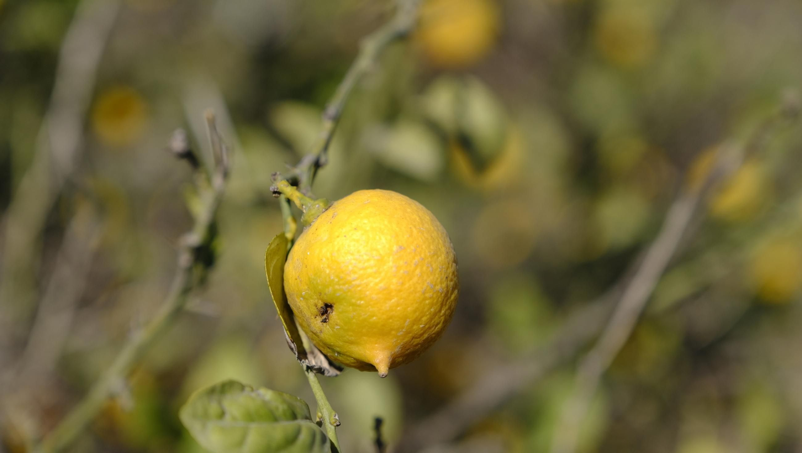 El abandono de cítricos en Huércal Overa, en imágenes