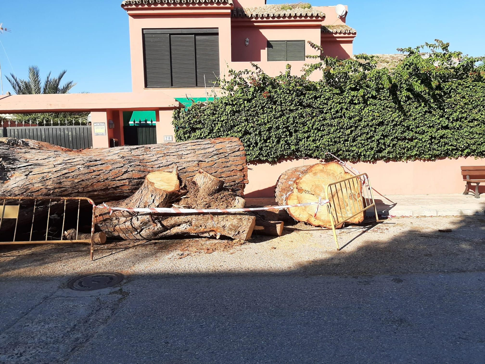 El enorme pino talado en la calle Halcón, en la urbanización El Águila.