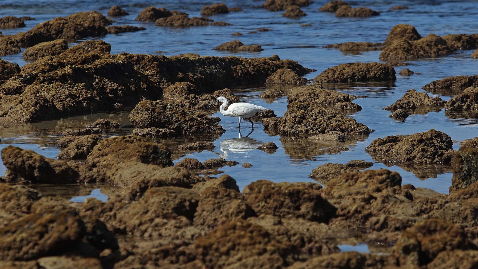 Fotos de la playa de Bolonia