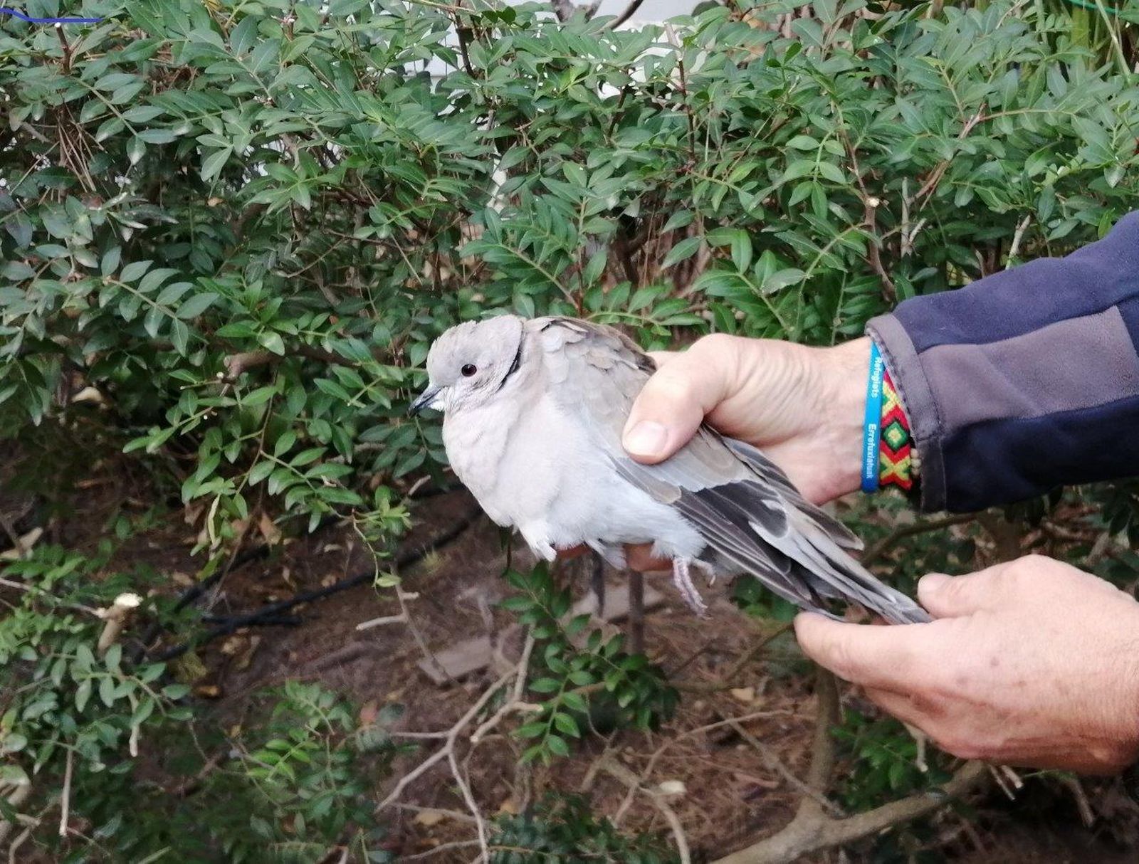 La tórtola entregada por los ecologistas en el Centro de Recuperación de Especies Amenazadas.