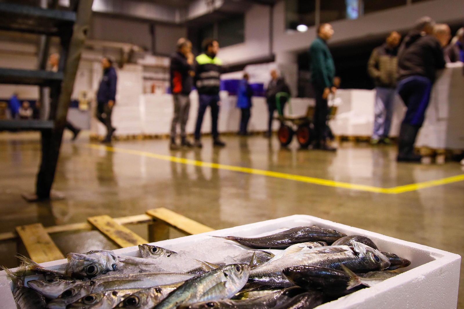 Te contamos en imágenes como ha sido la descarga de las traiñas en la lonja de Almería