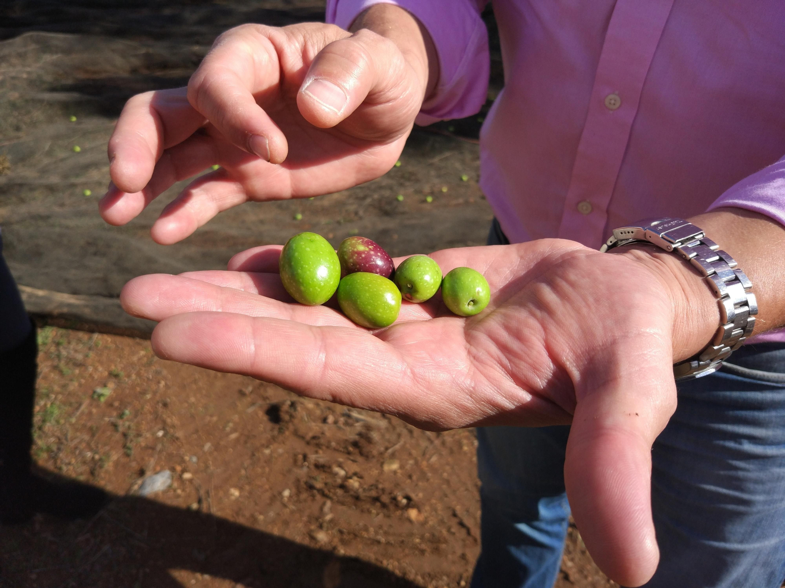 Un día de molturación en la almazara de Finca La Torre