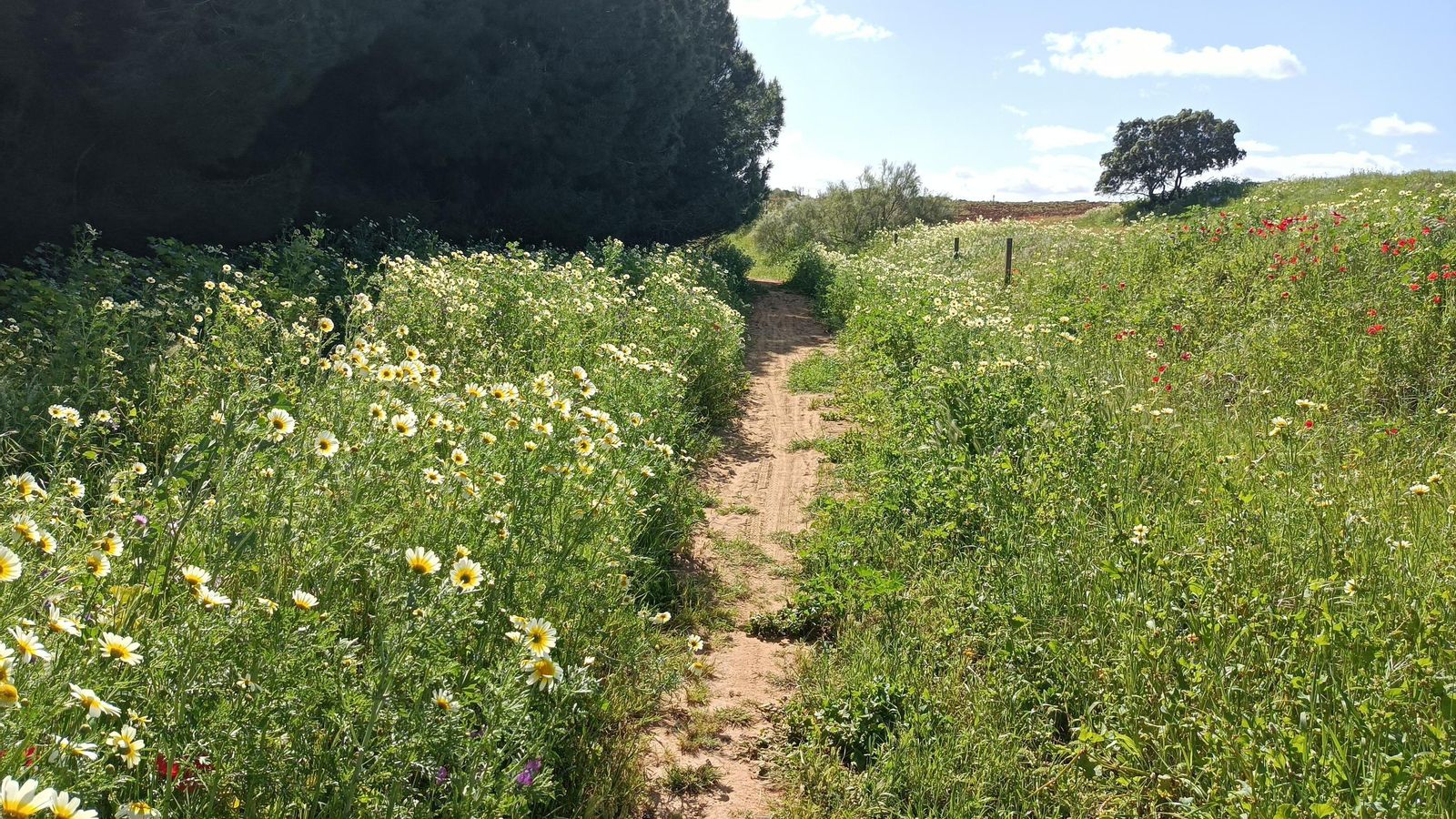 Iniciando la vuelta. Hay un camino que separa el pinar que rodea la orilla del embalse y una pradera.