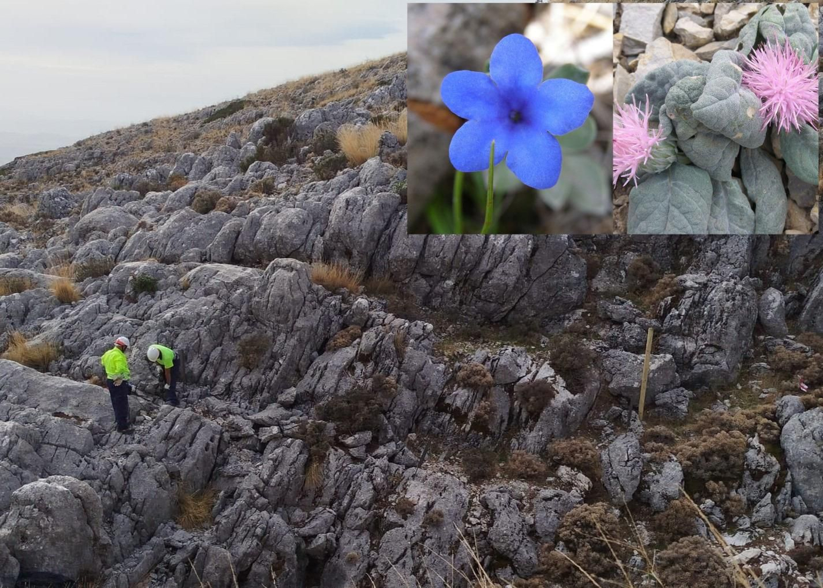 Operarios trabajando en el Parque Natural de Sierra Mágina junto a alguna de las especies endémicas de la zona.