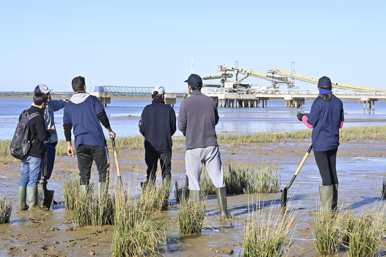 Plantación de la especie autóctona Espartina Marítima en imágenes