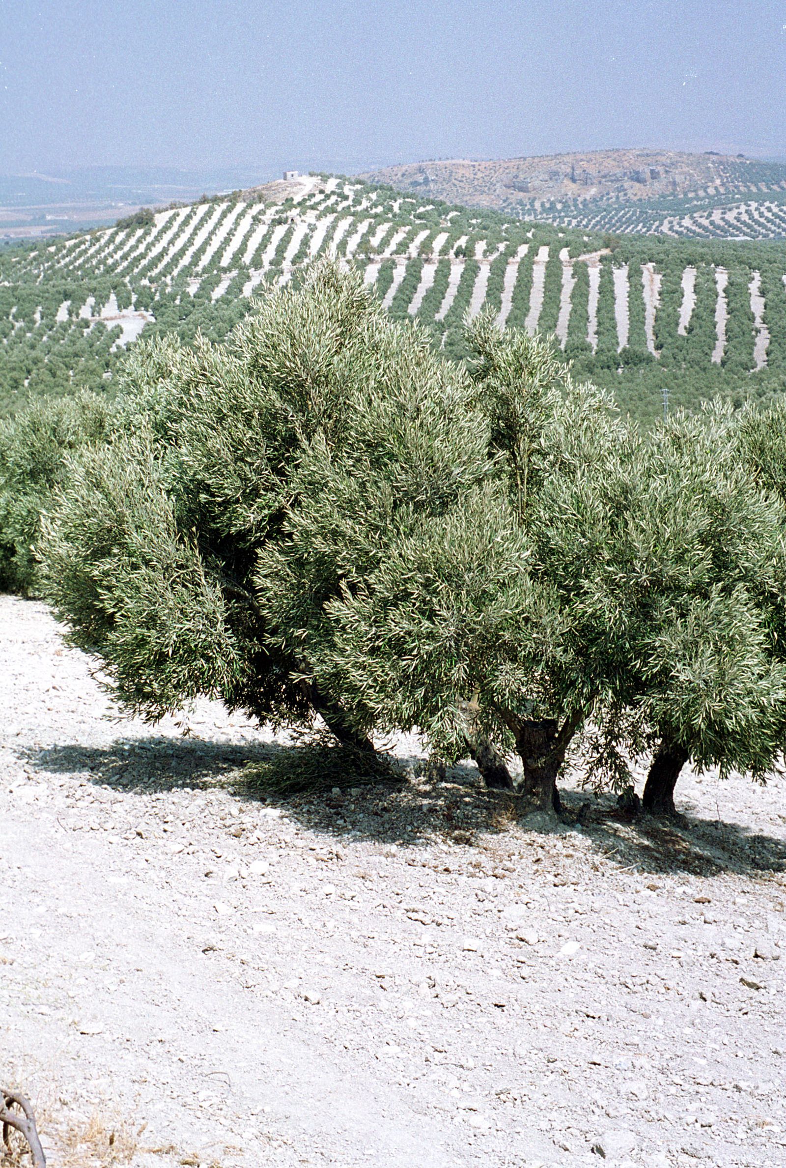 Un campo de olivar situado en la zona sur de la provincia de Córdoba.