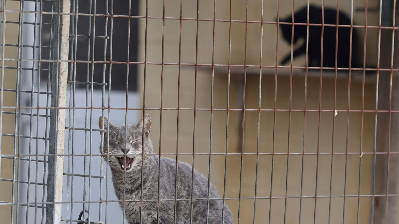 Gatos en la Protectora de Animales de Málaga
