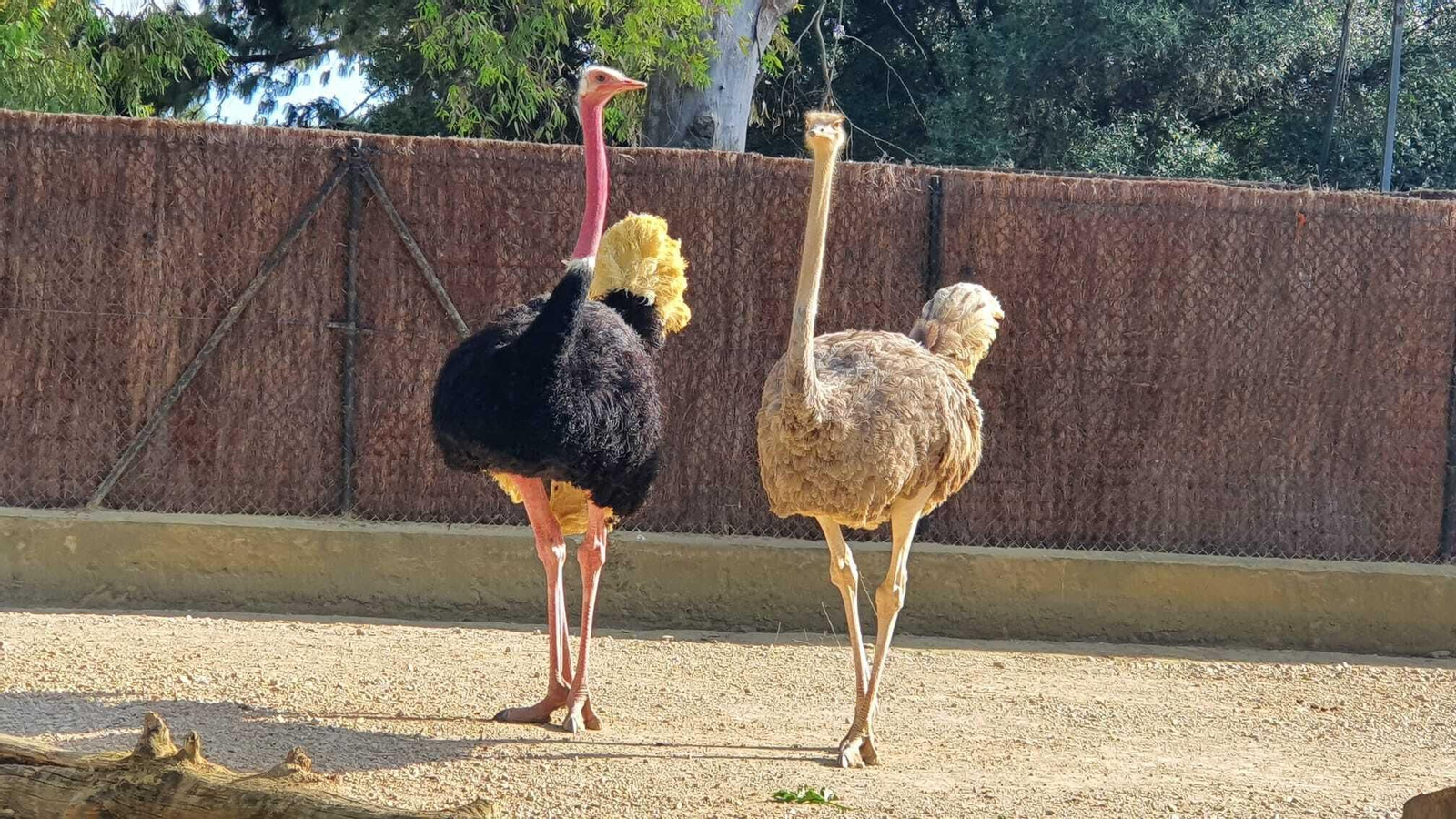 Papá y mamá avestruces
