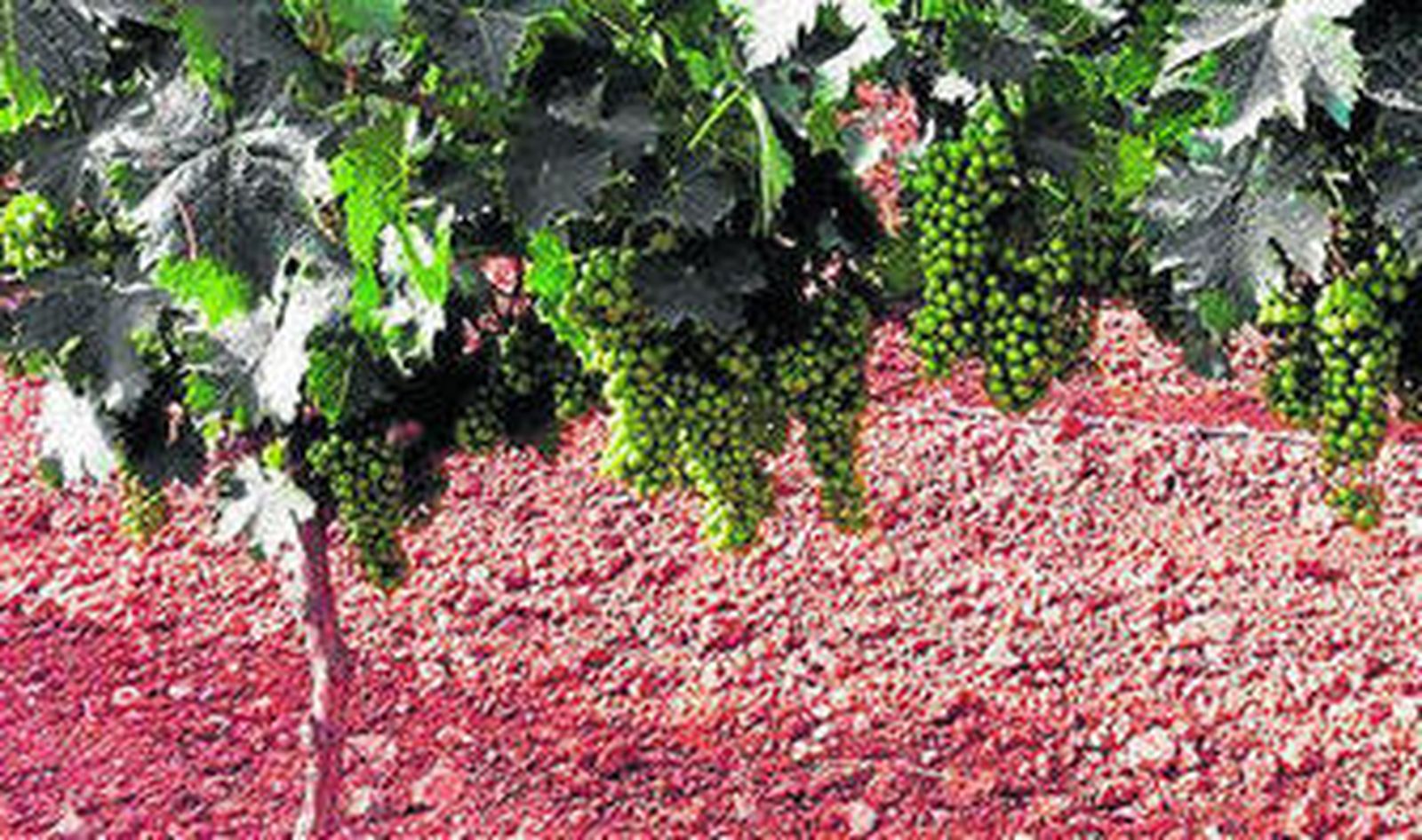 Uvas de la bodega Tierras de Mollina.