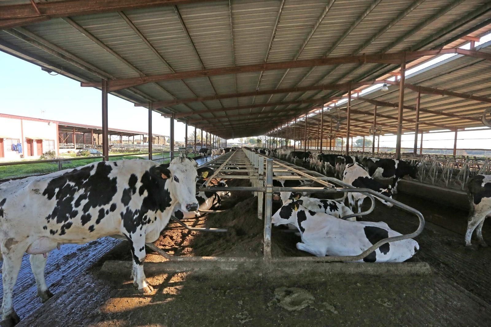Varios ejemplares de vacas frisonas en la explotación El Pinar, de Guadalcacín.