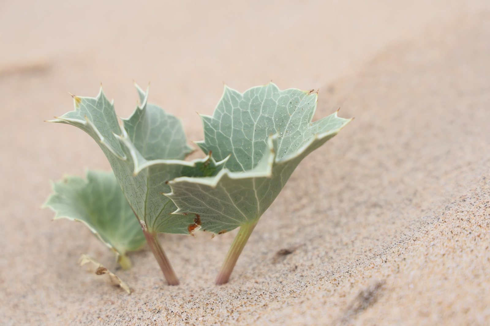 Imágenes de la diversa vegetación de las Dunas del Portil