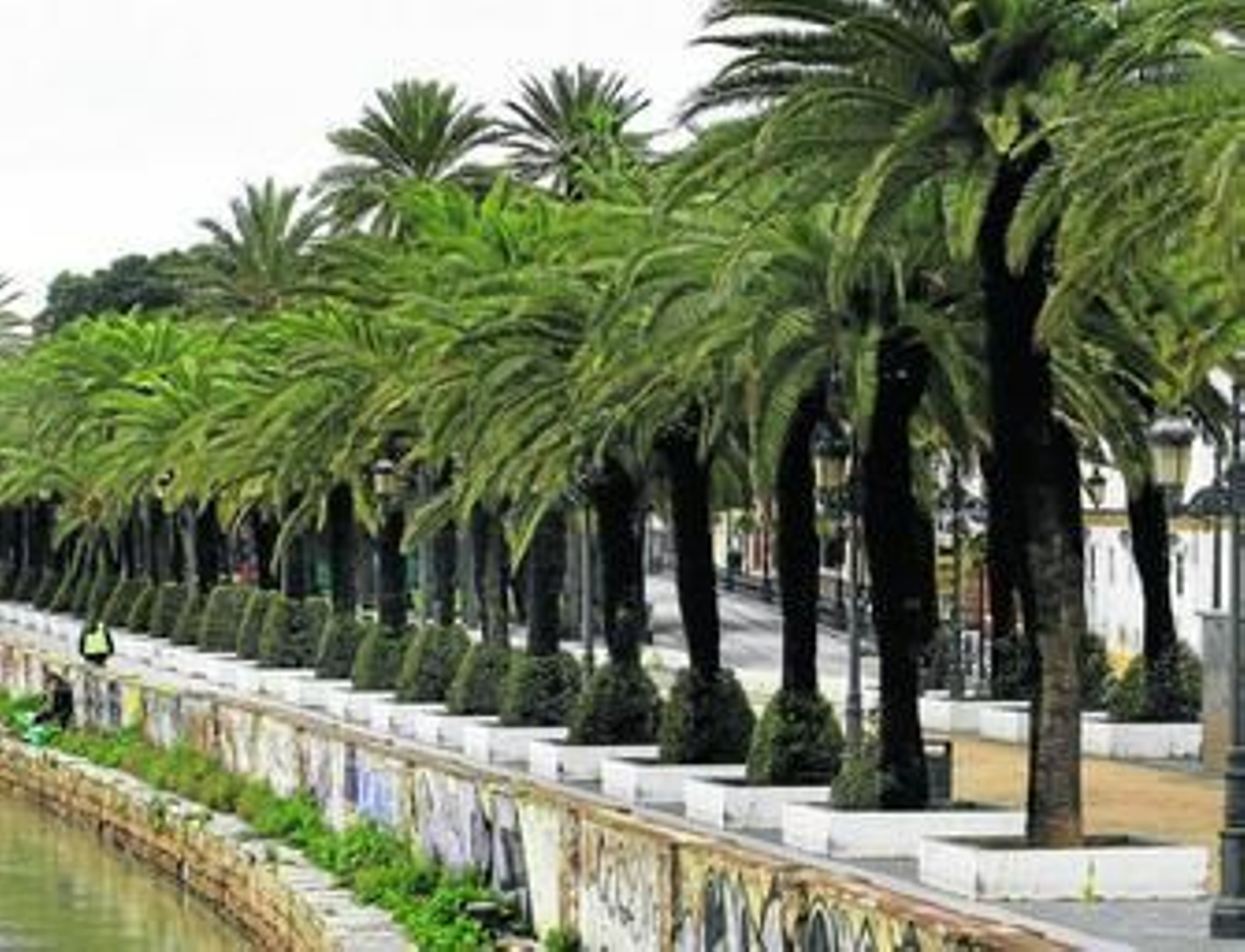 Palmeral del Parque Calderón, el más importante de la ciudad, que ya se está tratando con veneno desde hace varios meses.