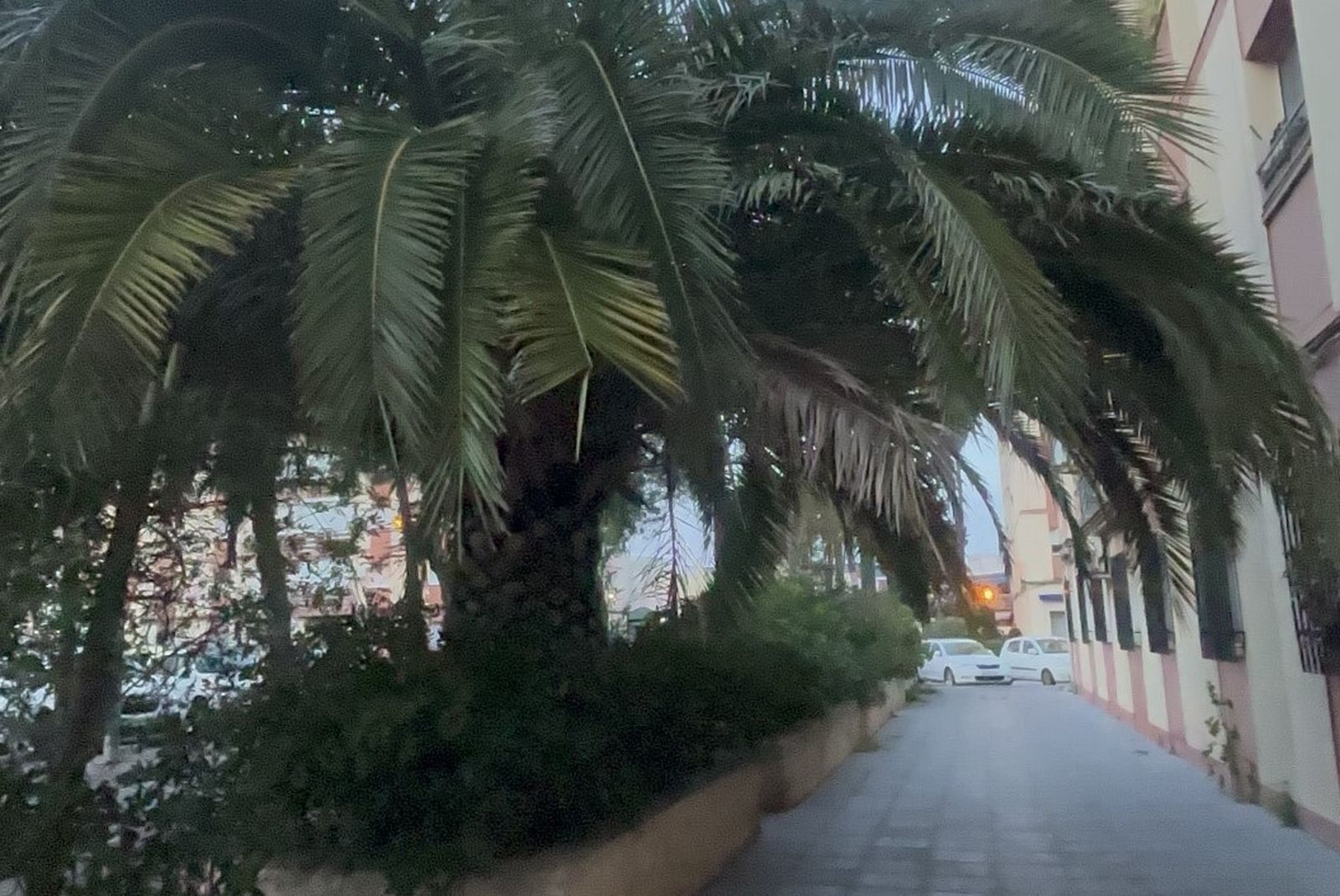 Aspecto de una de las jardineras de la plazoleta.