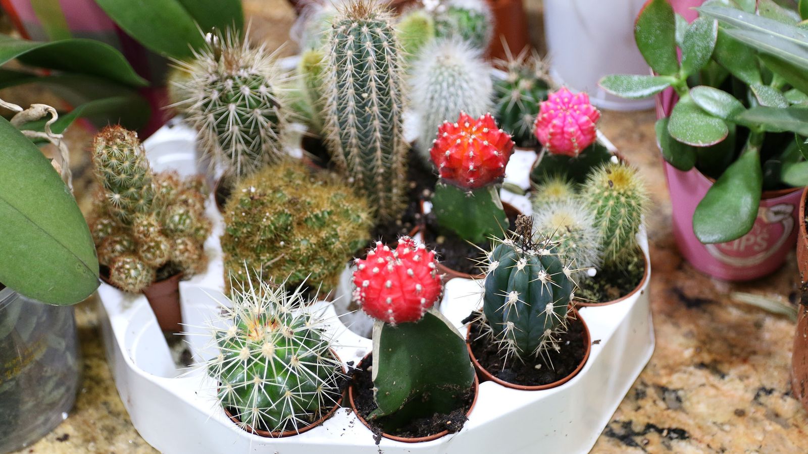 El establecimiento Suministros Tripiana dispone de una amplia oferta de flores y plantas de interior y exterior.