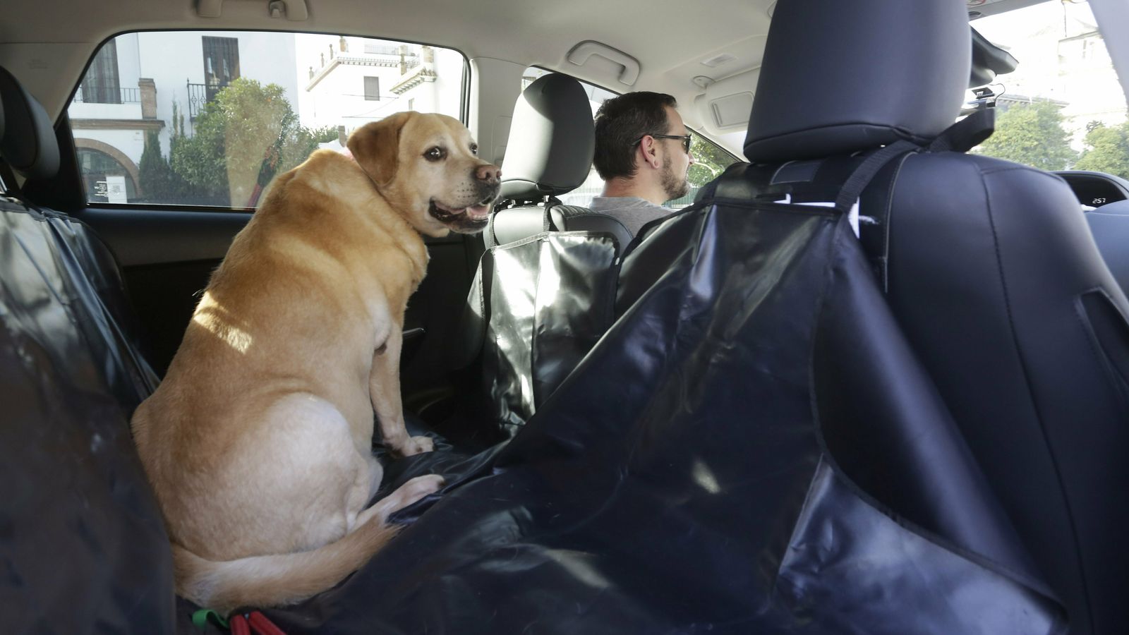 La parte de atrás del taxi está preparada para que las mascotas viajen con seguridad.