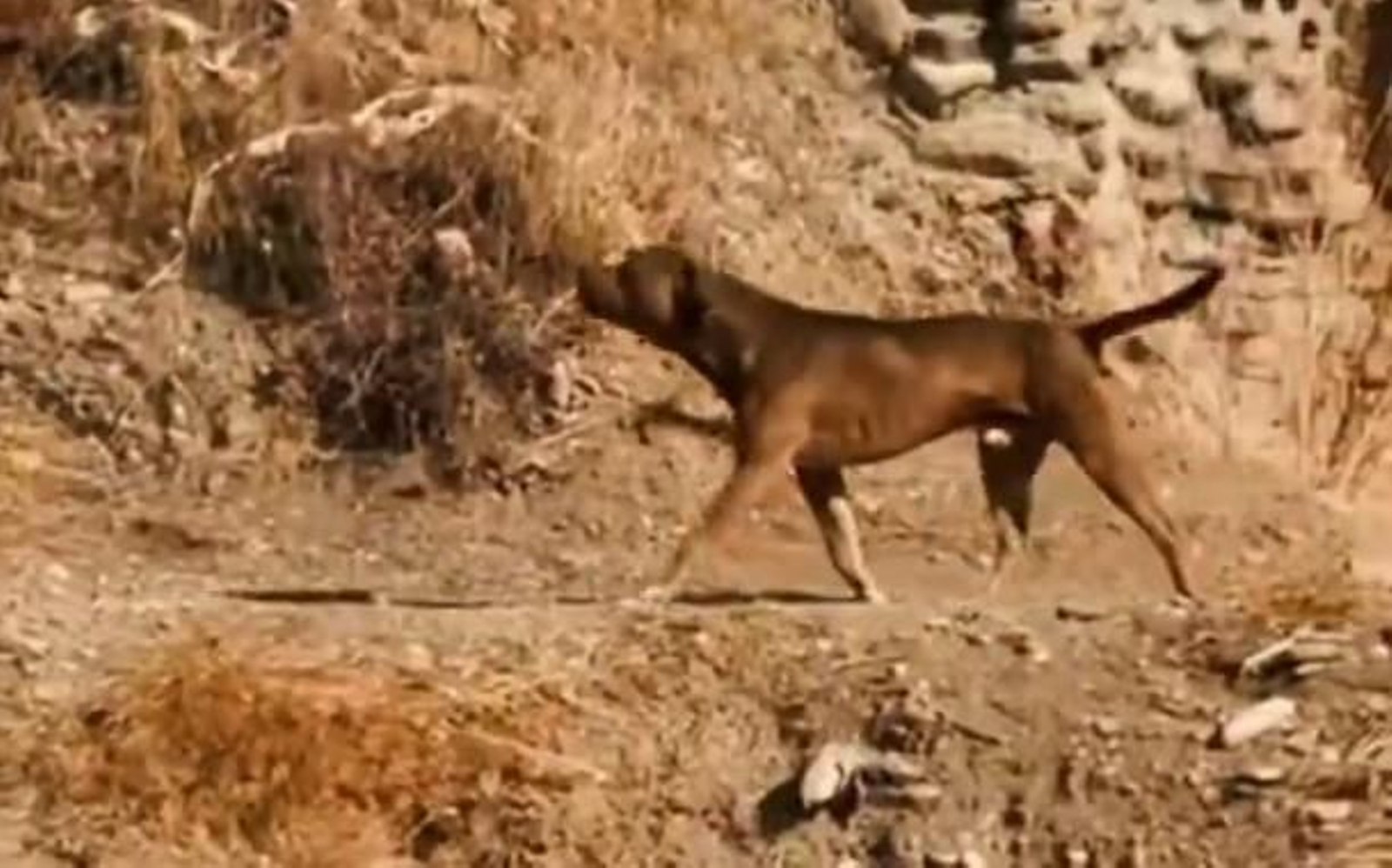 Perro potencialmente peligroso localizado en el Sacromonte.
