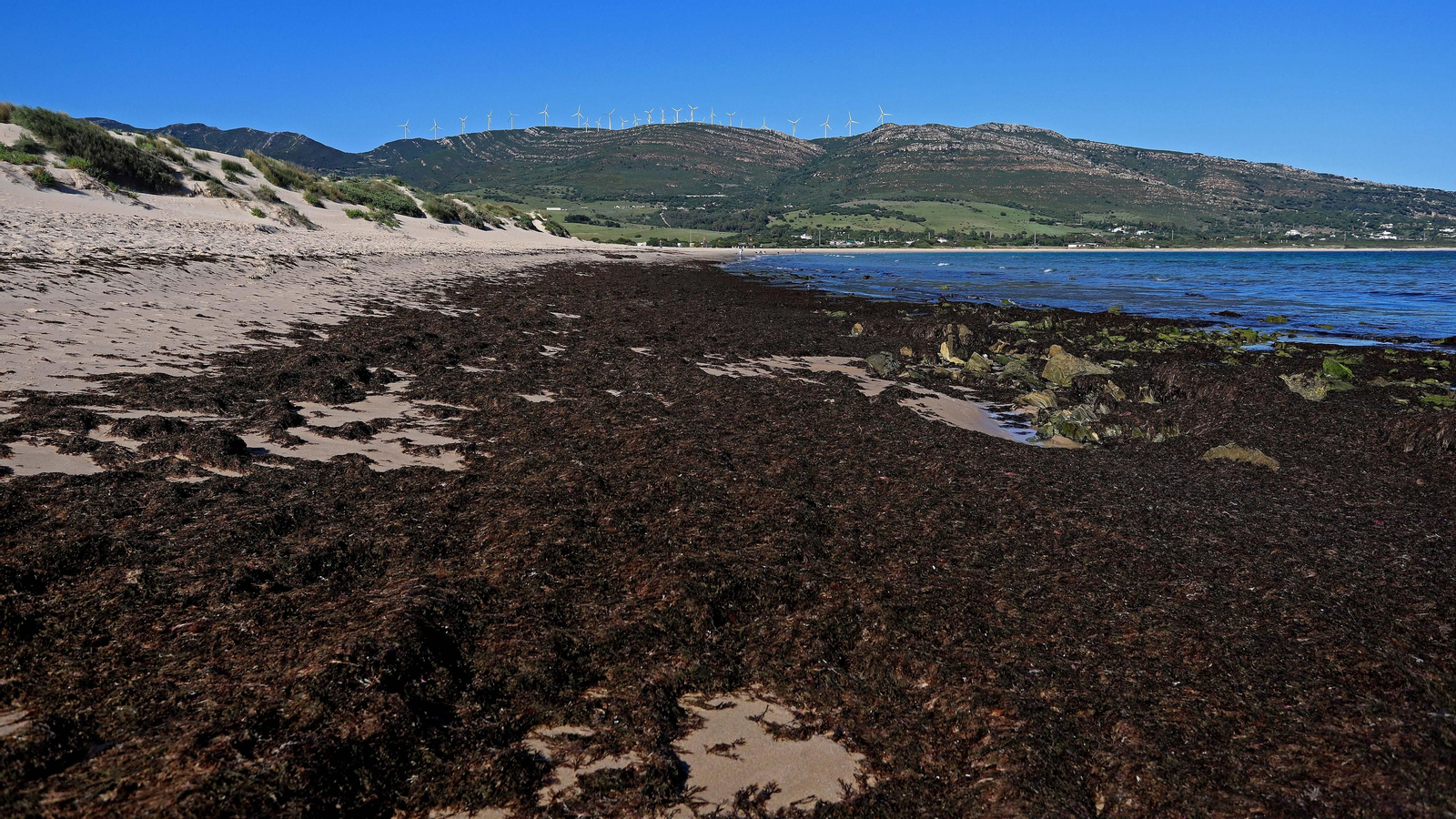 Alga invasora en Tarifa
