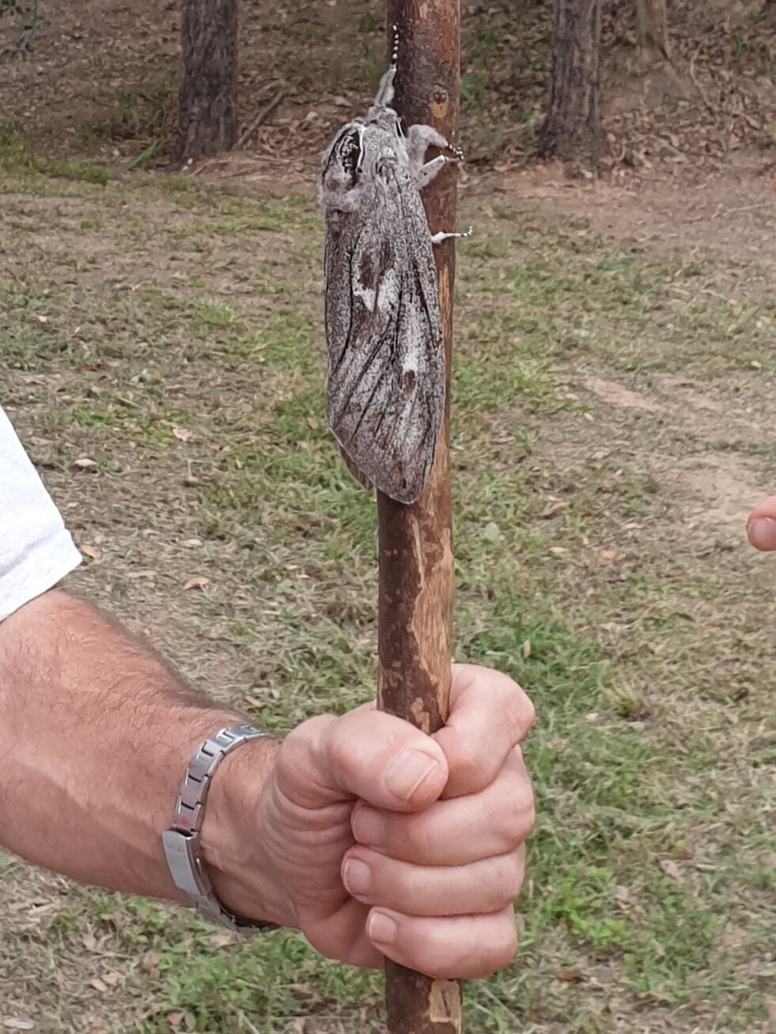 polilla gigante Australia