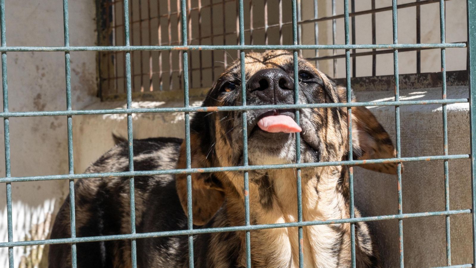 Este es Snoopy, un cruce de mastín que apenas tiene diez meses de edad y al que le encanta jugar y estar con las personas