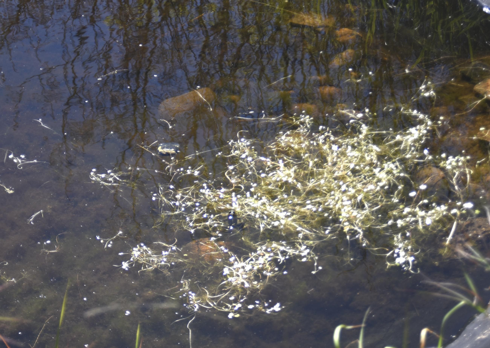 Las mejores imágenes del 'Maratón de identificación de especies' de la Universidad de Córdoba