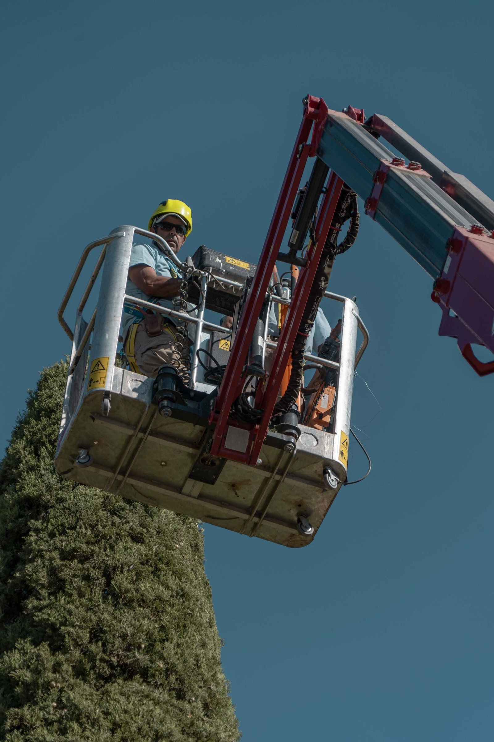 El trabajo de poda en la Alhambra, en imágenes